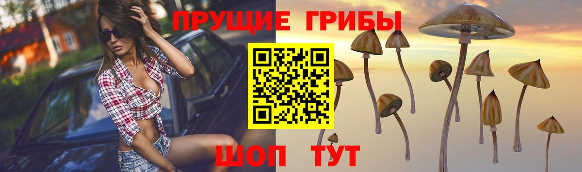 Псилоцибиновые грибы Psilocybine cubensis Воронеж
